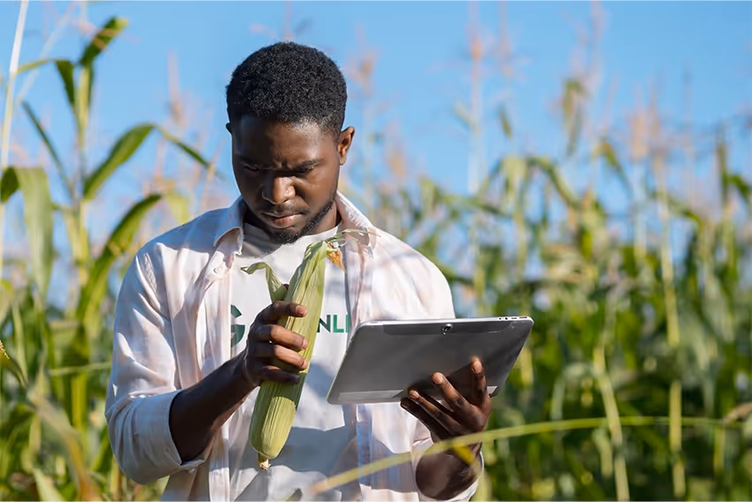 Green Leaf Kenya team member taking notes in a maize field